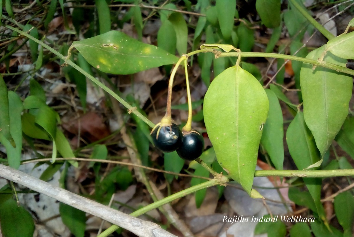 Jasminum angustifolium (L.) Willd.